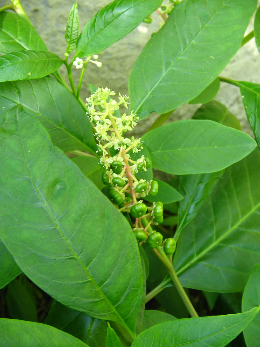 Phytolacca americana